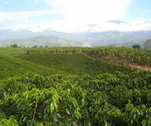 Coffee Fields Landcapes.  Source: Uff.Travel